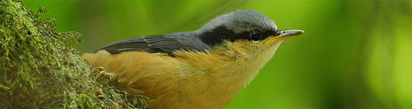 Latpanchar, Darjeeling