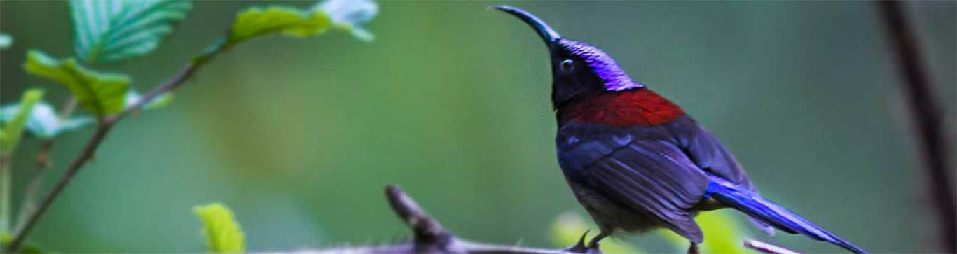 Neora Valley National Park, Kalimpong