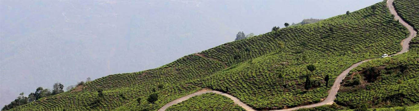 Tinchuley, Darjeeling