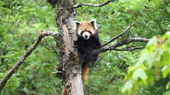 Neora Valley National Park, Darjeeling