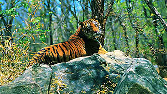 Buxa Tiger Reserve, Dooars