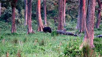 South Khayerbari, Dooars